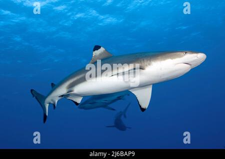 Requin récif à pointe noire (Carcharhinus melanopterus), Yap, Micronésie. Océan Pacifique, Asie Banque D'Images