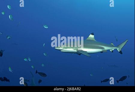 Requin récif à pointe noire (Carcharhinus melanopterus), Yap, Micronésie. Océan Pacifique, Asie Banque D'Images