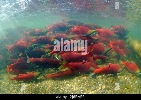 Une école de saumons rouges (Oncorhynchus nerka), qui nagent dans la rivière Adams, parc provincial Roderick Haig-Brown, Colombie-Britannique, Canada Banque D'Images