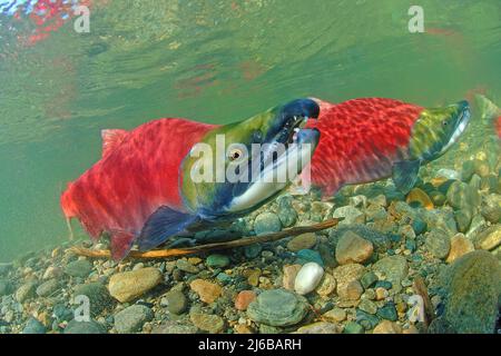 Saumons rouges (Oncorhynchus nerka), nageant sur la rivière Adams, parc provincial Roderick Haig-Brown, Colombie-Britannique, Canada Banque D'Images