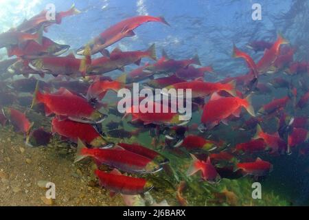 Une école de saumons rouges (Oncorhynchus nerka), qui nagent dans la rivière Adams, parc provincial Roderick Haig-Brown, Colombie-Britannique, Canada Banque D'Images