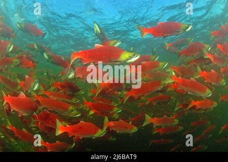 Une école de saumons rouges (Oncorhynchus nerka), qui nagent dans la rivière Adams, parc provincial Roderick Haig-Brown, Colombie-Britannique, Canada Banque D'Images