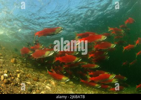 Une école de saumons rouges (Oncorhynchus nerka), qui nagent dans la rivière Adams, parc provincial Roderick Haig-Brown, Colombie-Britannique, Canada Banque D'Images