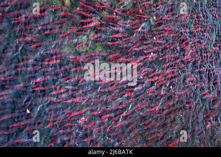 Une école de saumons rouges (Oncorhynchus nerka), qui nagent dans la rivière Adams, parc provincial Roderick Haig-Brown, Colombie-Britannique, Canada Banque D'Images