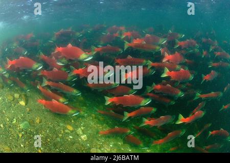 Une école de saumons rouges (Oncorhynchus nerka), qui nagent dans la rivière Adams, parc provincial Roderick Haig-Brown, Colombie-Britannique, Canada Banque D'Images