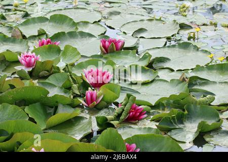 Fleurs de nénuphars roses, espèces de Nymphaea, avec un fond de feuilles flottant sur l'eau. Banque D'Images