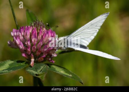 Image colorée d'un papillon blanc verni (Pieris napi) se nourrissant d'une fleur de trèfle rouge (Trifolium pratense) au printemps. Banque D'Images