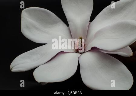 TopView isolé sur blanc soufflé belle fleur de magnolia Banque D'Images