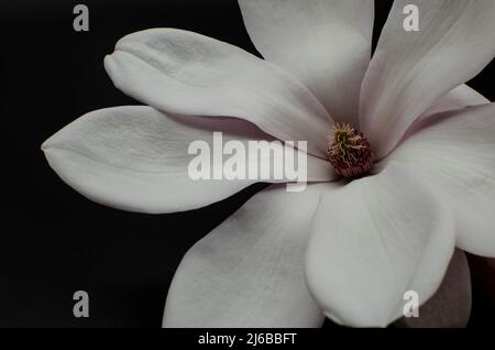 TopView isolé sur blanc soufflé belle fleur de magnolia Banque D'Images