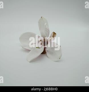 TopView isolé sur blanc soufflé belle fleur de magnolia Banque D'Images