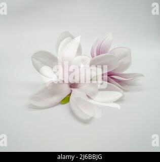 TopView isolé sur blanc soufflé belle fleur de magnolia Banque D'Images