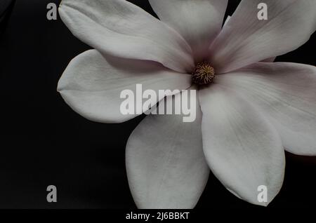 TopView isolé sur blanc soufflé belle fleur de magnolia Banque D'Images