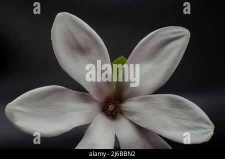 TopView isolé sur blanc soufflé belle fleur de magnolia Banque D'Images