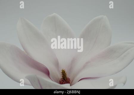TopView isolé sur blanc soufflé belle fleur de magnolia Banque D'Images