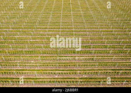 29 avril 2022, Saxe, Grimma : une plantation d'arbres fruitiers près de Dürrweitzschen. Le groupe Obstland cultive principalement des pommes ici dans la région, mais aussi des cerises, des fraises, des prunes et des raisins de Corinthe. Les fruits sont vendus directement sous la marque Sachsenobst ou transformés en jus de fruits dans la maison de presse de l'entreprise. (Vue aérienne avec drone) photo: Jan Woitas/dpa Banque D'Images