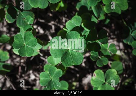 Oxalis sauvage poussant dans une forêt, photo en gros plan, vert sauvage fond naturel Banque D'Images