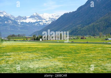 Pré printanière dans la plaine de Linth, près de Benken, canton de Saint-Gall, Suisse Banque D'Images