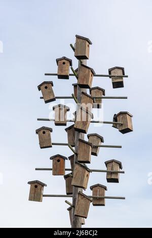 De nombreuses maisons d'oiseaux en bois sont montées sur un poteau en bois. Ici, les oiseaux peuvent faire un nid et se reproduire. Le symbole représente également l'espace de vie étroit dans le c Banque D'Images