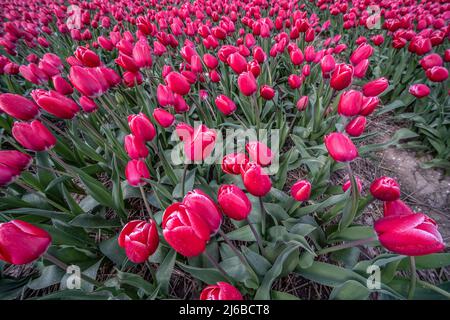 Un champ de tulipes près de Keukenhof aux pays-Bas. Le coucher du soleil crée une image chaleureuse et romantique des milliers de tulipes roses et pourpres. Le flux Banque D'Images