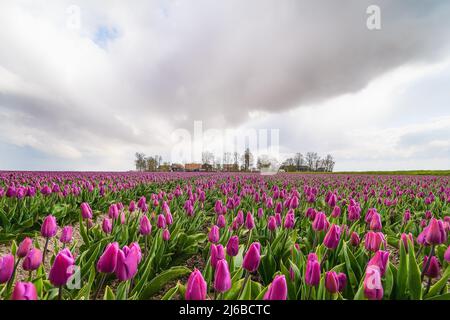 Un champ de tulipes près de Keukenhof aux pays-Bas. Le coucher du soleil crée une image chaleureuse et romantique des milliers de tulipes roses et pourpres. Le flux Banque D'Images