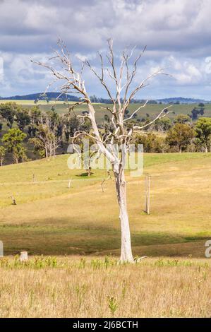 Arbre sec le long de l'Ebor Falls Road - Dorrigo, Nouvelle-Galles du Sud, Australie Banque D'Images