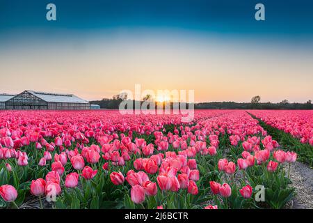 Un champ de tulipes près de Keukenhof aux pays-Bas. Le coucher du soleil crée une image chaleureuse et romantique des milliers de tulipes roses et pourpres. Le flux Banque D'Images