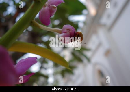 Orchidée pourpre avec deux coléoptères jaunes sur un arrière-plan flou Banque D'Images