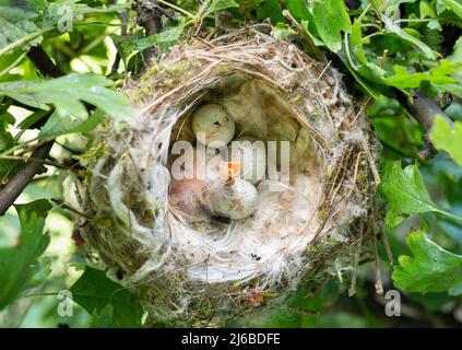 European Goldfinch, Carduelis carduelis, nichent avec quatre œufs et un nid d'altrie, printemps, Londres, Royaume-Uni Banque D'Images