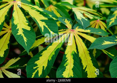 Une belle des feuilles variégées Banque D'Images