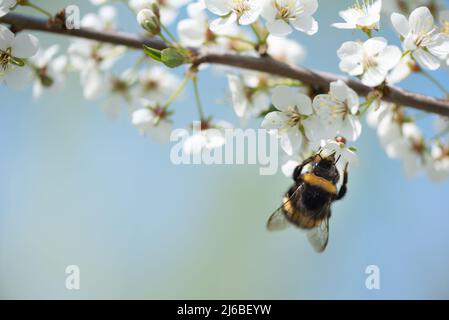 Bourdon nourrissant le nectar et pollinisant les fleurs de prune de cerisier ou de prune de Myrobalan. Arbre fruitier en fleurs au printemps. Banque D'Images