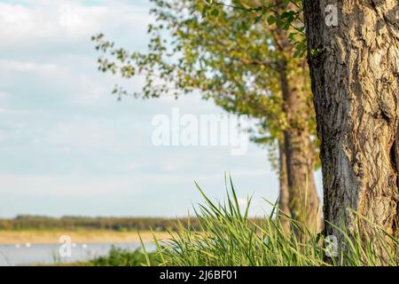 Promenade le long de la rivière. Gros plan sur l'arbre et l'herbe. Banque D'Images