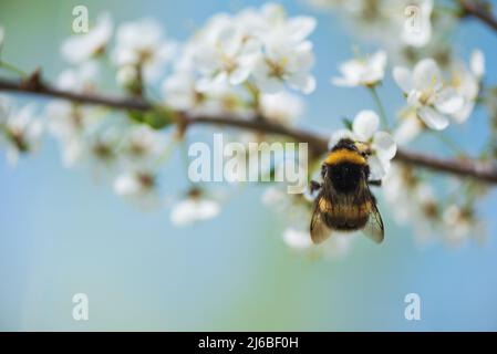 Bourdon nourrissant le nectar et pollinisant les fleurs de prune de cerisier ou de prune de Myrobalan. Arbre fruitier en fleurs au printemps. Banque D'Images