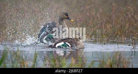 Barbotage de paire de canards à pois Banque D'Images