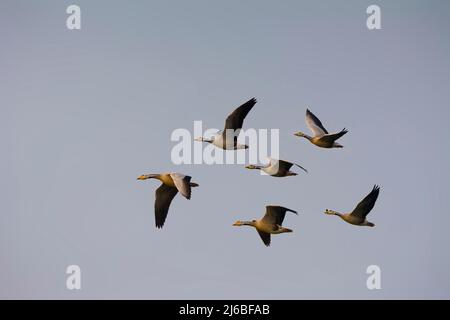 Bar à tête d'Oies en vol Banque D'Images