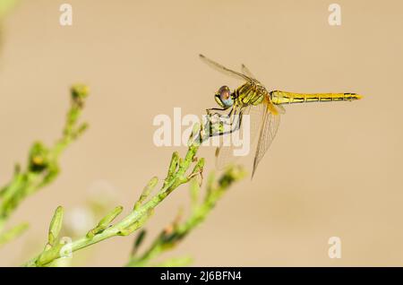 Le dard ou nomade à veines rouges (Sympetrum fonscolombii) est une libellule du genre Sympetrum, femelle. Banque D'Images