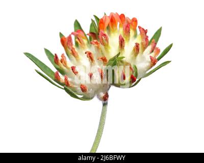 Tête de fleur de rein vesce isolée sur blanc. Anthyllis vulneraria var. Coccinea Banque D'Images