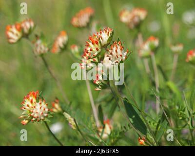 Fleur rouge de la vesce de rein. Anthyllis vulneraria var. Coccinea Banque D'Images