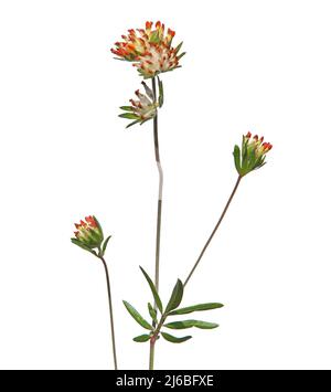Tête de fleur de rein vesce isolée sur blanc. Anthyllis vulneraria var. Coccinea Banque D'Images