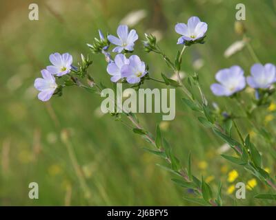 Fleurs bleues de Downy sauvage, Linum hirsutum Banque D'Images