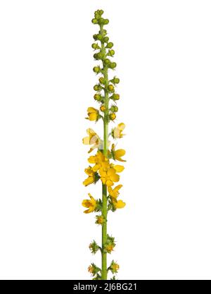 Fleur jaune de l'agrimonie commune isolée sur blanc, Agrimonia eupatoria Banque D'Images