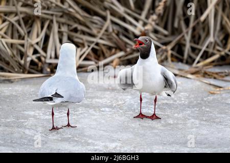 La mouette à tête noire, c'est le début de la nouvelle saison de nidification Banque D'Images