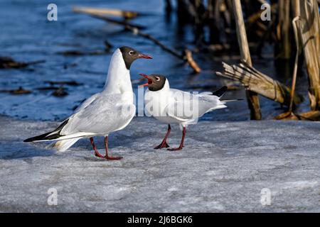 La mouette à tête noire, c'est le début de la nouvelle saison de nidification Banque D'Images