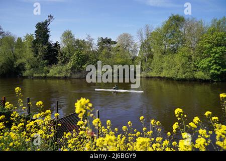 Un rameur voyage le long de la Tamise près de Maidenhead, Berkshire. Date de la photo: Samedi 30 avril 2022. Banque D'Images