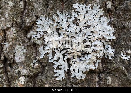 Lichen de protection (Parmelia sulcata) Banque D'Images