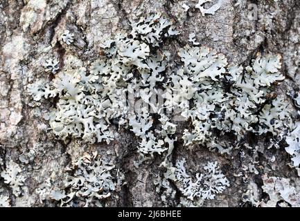 Lichens à capot de moines (Hypogymnia physodes) Banque D'Images