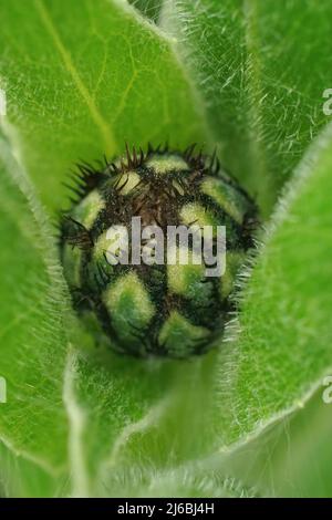 Gros plan sur un bourgeon de fleur émergeant de la fleur de maïs de montagne, Centaurea montana, en feuilles vertes Banque D'Images