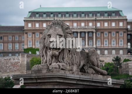 Le pont de la chaîne Széchenyi de Budapest, au-dessus du Danube, est orné de ses immenses lions de pierre placés en 1852 avant la restauration prévue en 2021. Banque D'Images