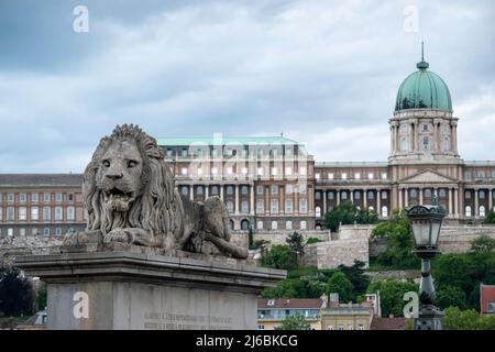 Le pont de la chaîne Széchenyi de Budapest, au-dessus du Danube, est orné de ses immenses lions de pierre placés en 1852 avant la restauration prévue en 2021. Banque D'Images