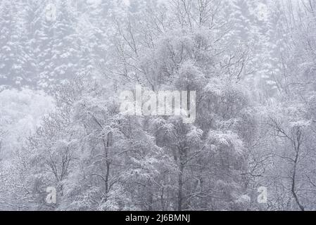 Belle image de paysage simple d'arbres couverts de neige pendant la chute de neige en hiver sur les rives du Loch Lomond en Écosse Banque D'Images