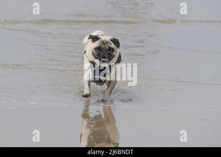 Polzeath, Cornwall, Royaume-Uni. 30th avril 2022. Météo Royaume-Uni. Dennis le Pug sur la plage à Polzeath aujourd'hui. . Crédit Simon Maycock / Alamy Live News. Banque D'Images